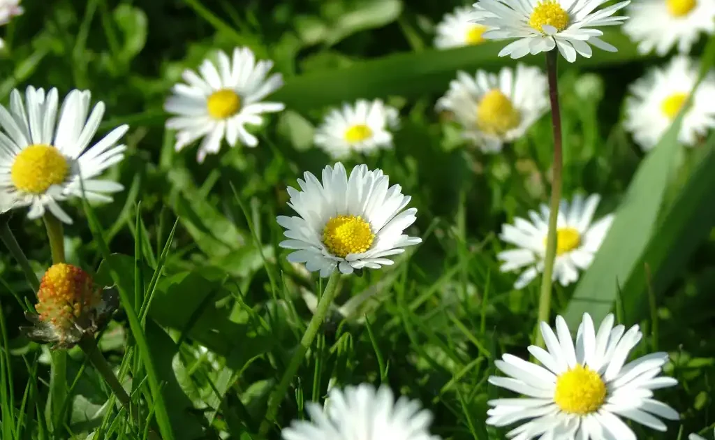 daisy chain image